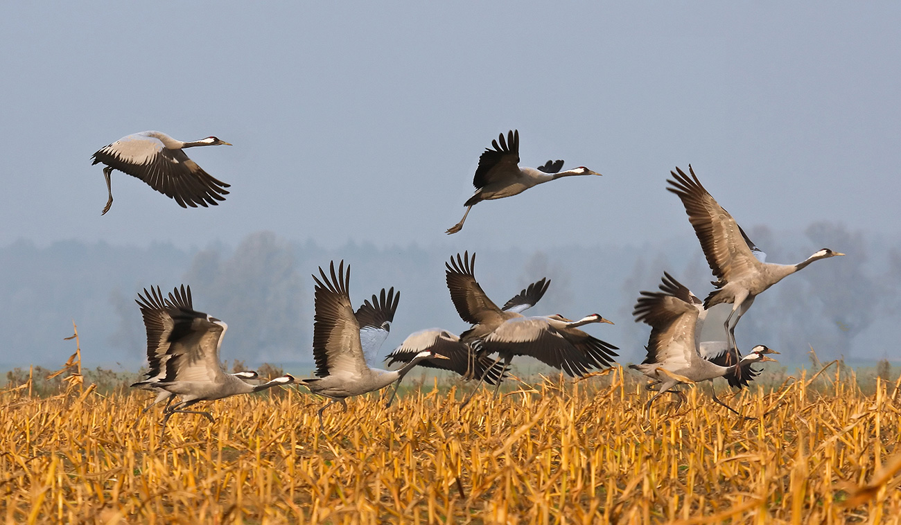 Kraniche im Herbst zum Greifen nah